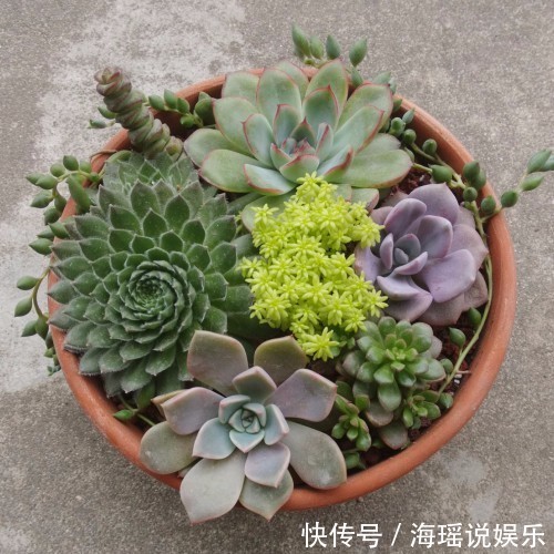 养残了的多肉就丢掉太浪费！简单小动作让它“起死回生”