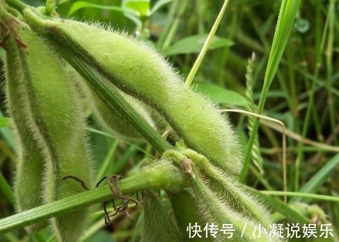 食物|女性雌激素偏低,可多吃3种食物,补充雌激素,50岁不显老!