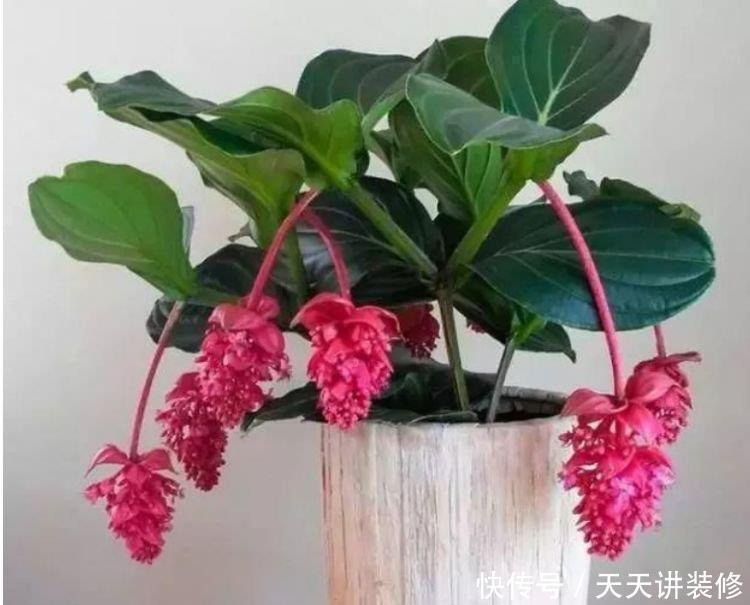 种花|养人又旺财的“4种花”,开起花来拦不住,一养就上瘾!