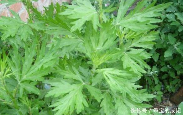  野菜|农村遍地都是的3种野菜，不仅味道鲜美，而且营养丰富，有益健康