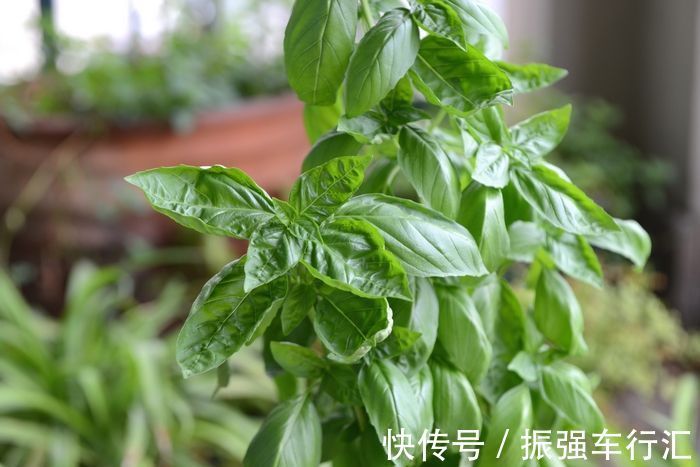 花语|此花芳香四溢，花序层叠如塔，有“九层塔”之称，寓意为协助