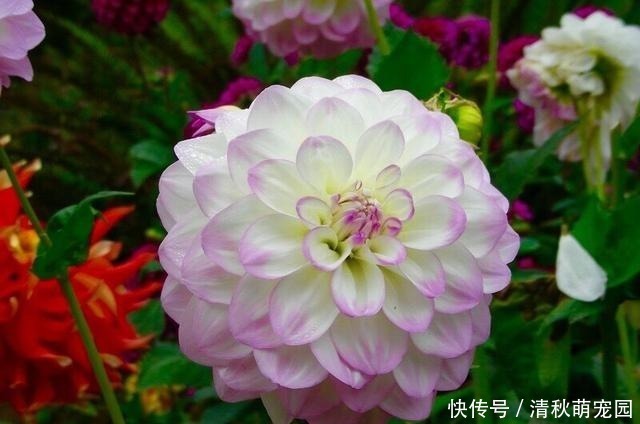 狗牙花|被名字耽误一生的6种花，土里土气，开花却“气度非凡”靓丽入眼