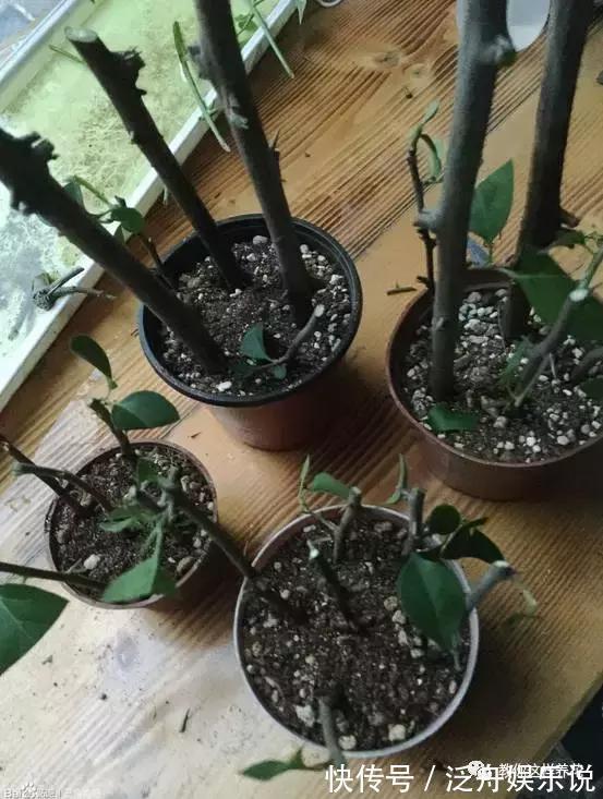 托盘|3种花太贵，别再买了，剪几个枝就能扦插几十盆！