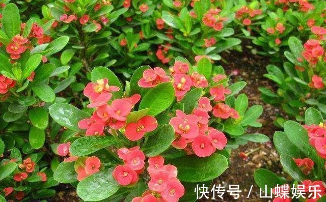 断肠花|家里有小孩不要养这种花,全身都有毒,别怪我没提醒你