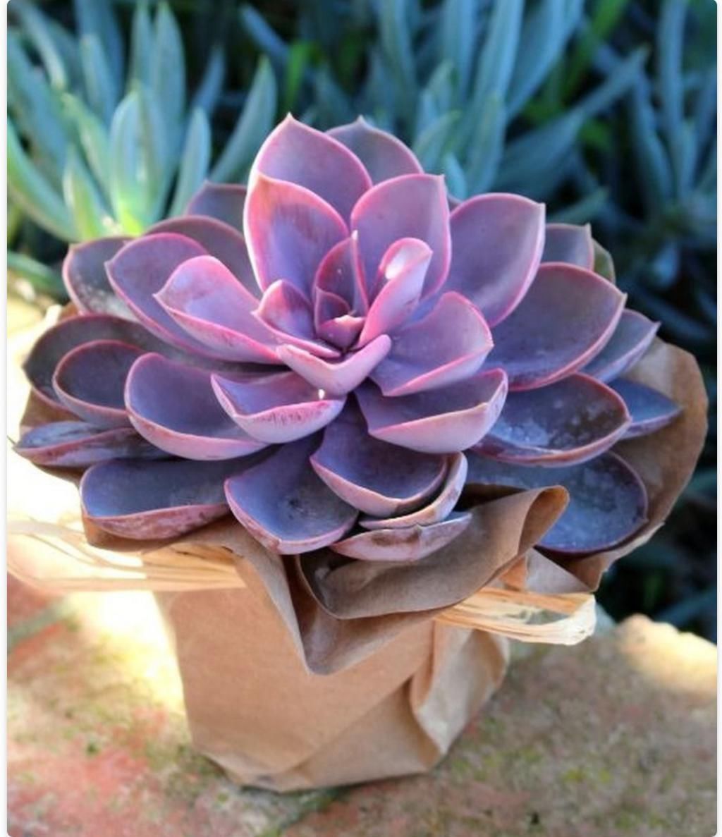 美丽的多肉植物美丽多彩的就像是来自另一个星球的产物