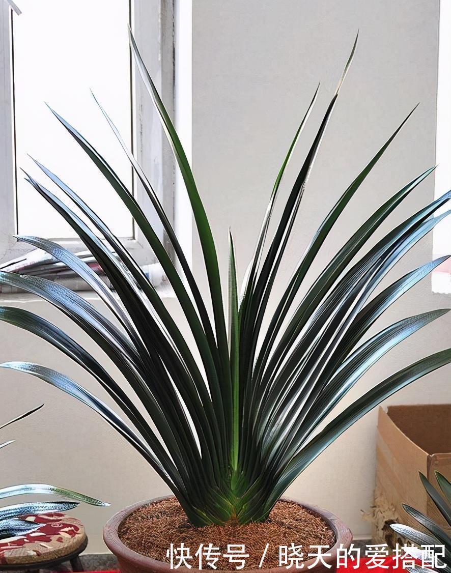 4种“高贵花”,冬天砰砰开花,家里养一盆,富贵大气有面子