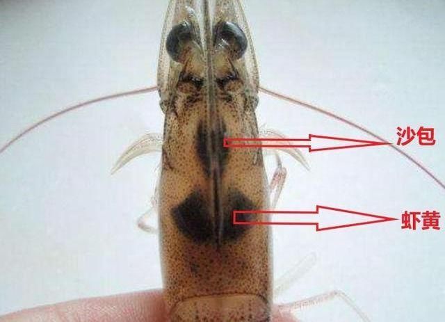 脏东西|虾头里面是精华还是脏东西可以吃吗才知道,这么多年虾白吃了