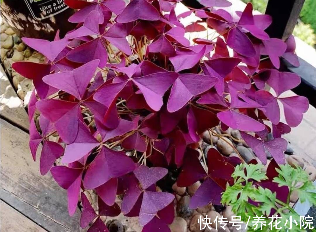 肾形草|3种花，好养又漂亮，叶子比花还美