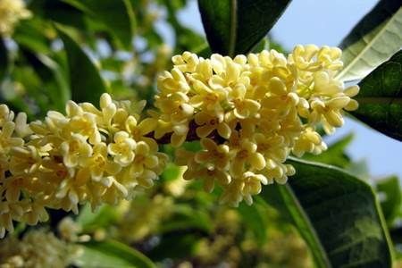 桂花的功效和作用有哪些？桂花泡茶喝的好处推荐