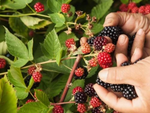 龙须菜|秋季女性不想变老，建议吃三种食物，营养丰富、去燥