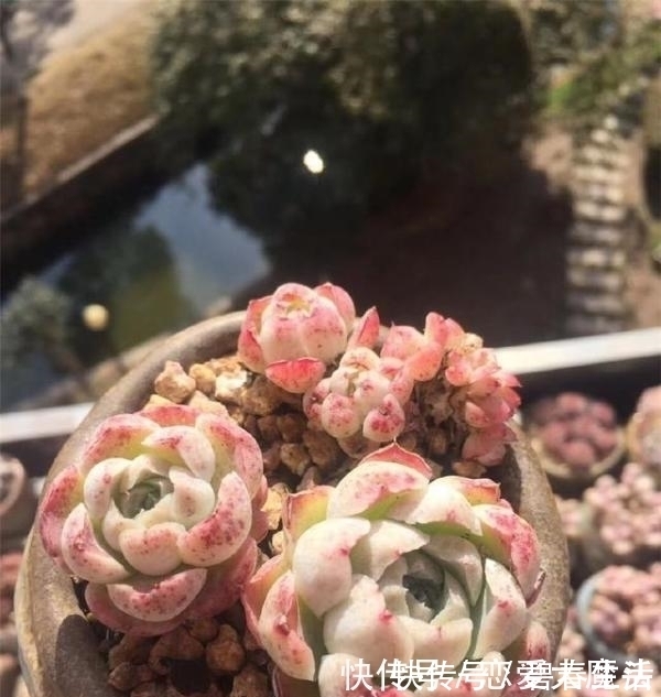 土壤|只有少数人才知道，用这种方法，短时间就能让多肉植物变旺盛！