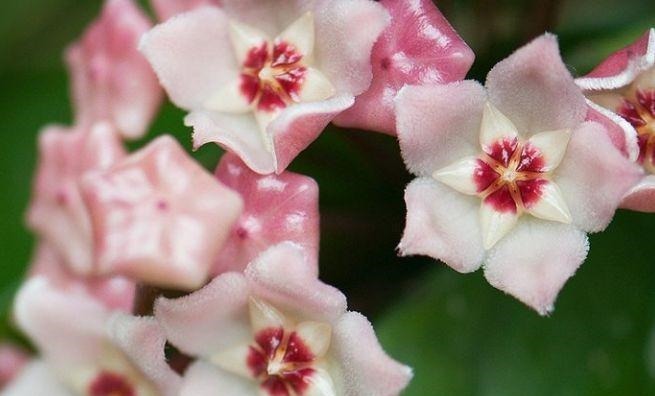 农历6月25号起，最适合养这些花，分分钟养爆盆，花开绚丽