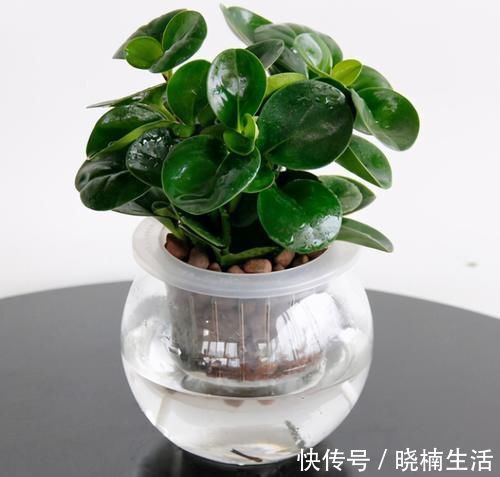 卧室养花,就养4种小绿植,有生机好管理