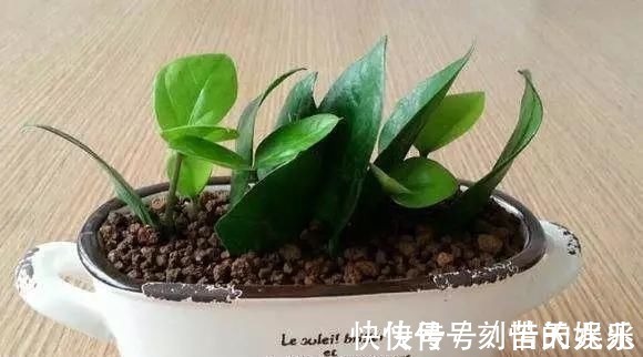 蟹爪兰|养花爱好者看过来这15种花现在“扦插”，生根快，一个周就长芽