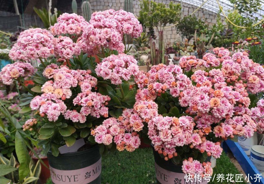 长寿花4月养护技巧，让它长满侧芽，叶片大又绿，秋季满头花苞