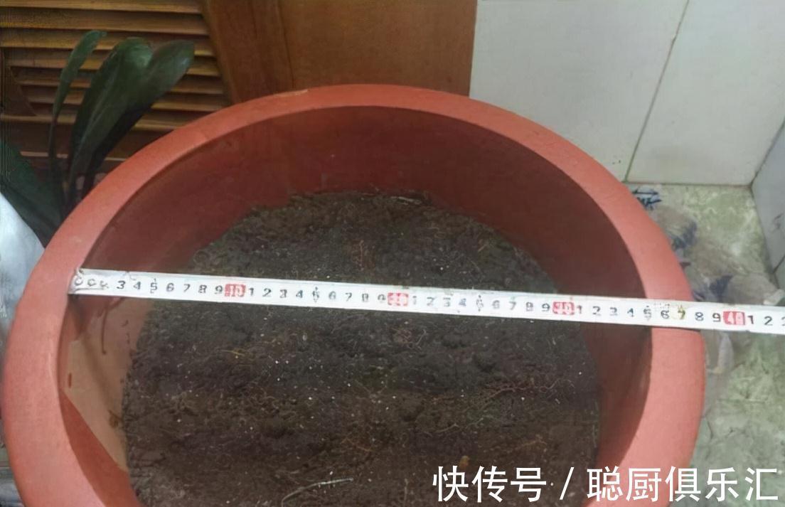 盆里埋一颗大力丸,虎皮兰侧芽挤爆盆,还大拇指一般粗