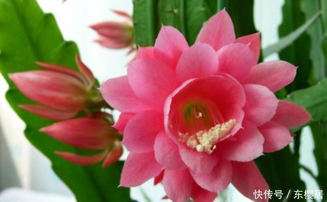 春季|令箭荷花冬季“1足1控”,花芽早分化,春季一个叶片能开几十朵