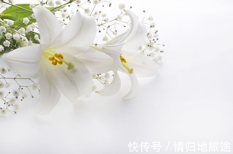 枸杞|这几样中药让你补血又养气,衰老都走开