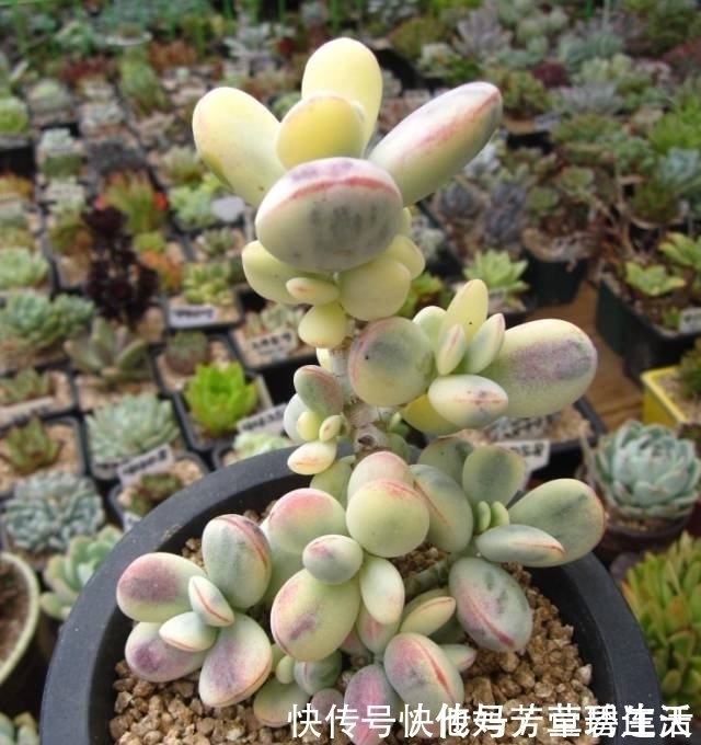 多肉|这个小盆栽居然卖600多万,快看看你家有没有!