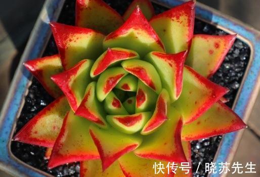 多肉上盆做好这四点,服盆快生长好,爆盆容易状态好