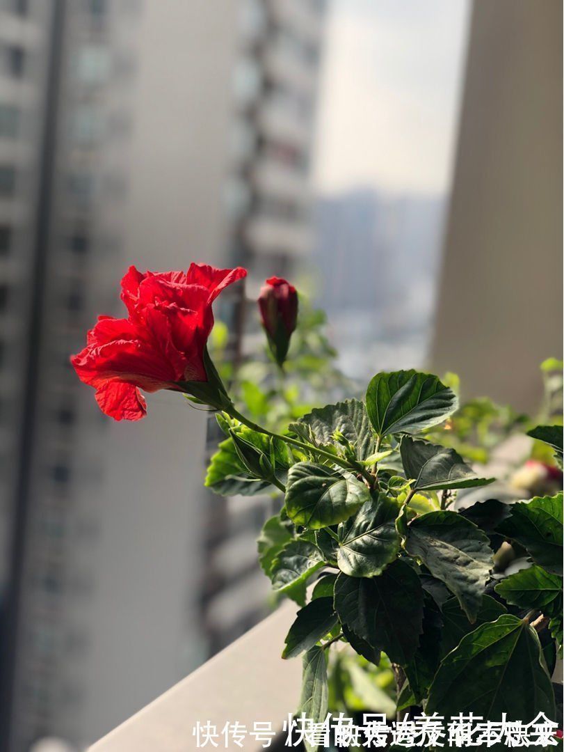 阳性|耐阴花就养这5种,阴凉地儿也能开花,颜值一点不比阳性植物低