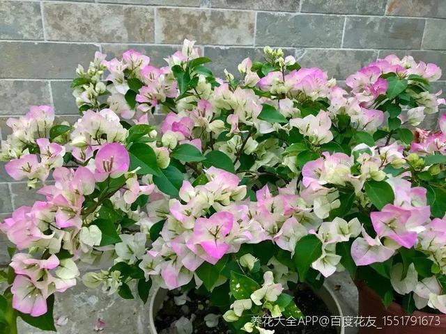 扦插|三角梅的养护大全摘光叶子，少浇水，使劲晒，开花爆满盆