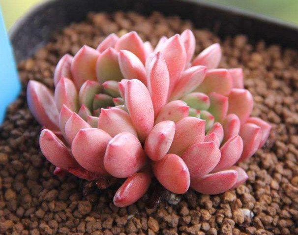 橡皮树|君子兰肥到流油,长寿花开不断,原来他用了这个小方法!