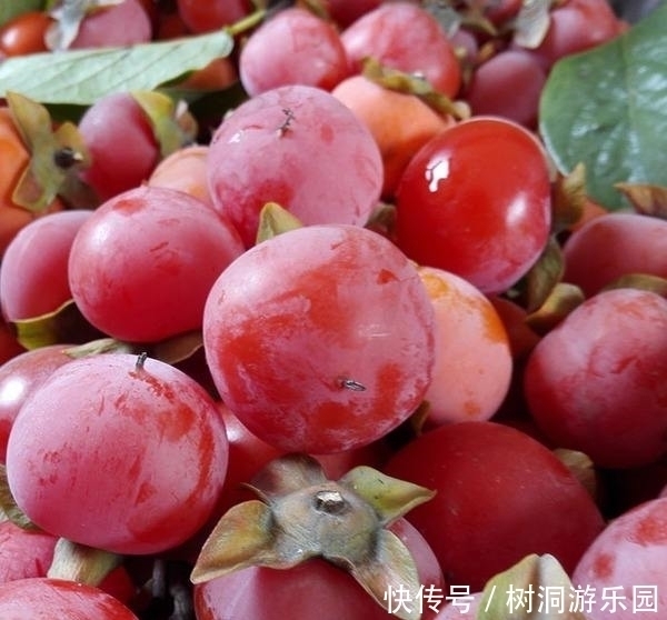 活血|女人最好的零食,不想老太快秋后多吃,补血活血,保持健康好气色