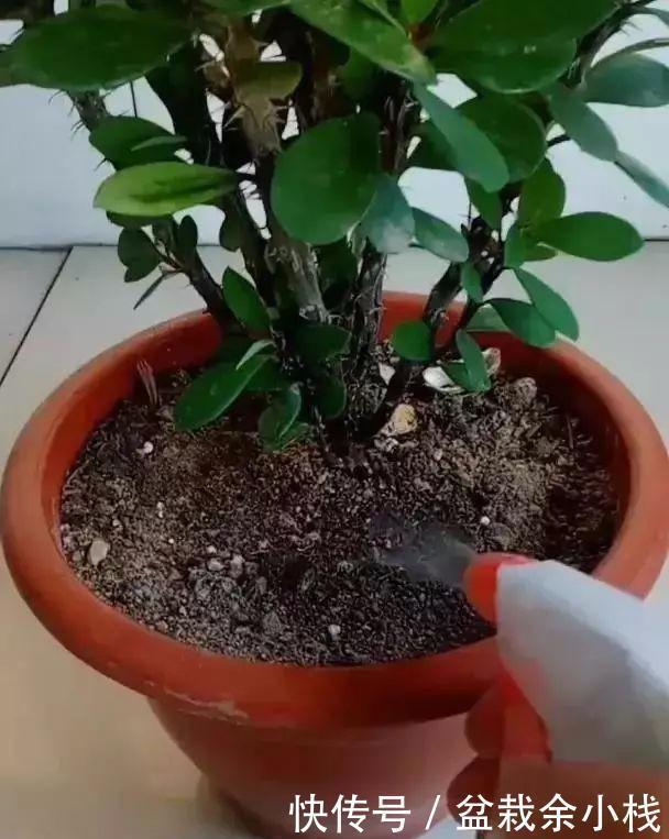 盆土|盆里灌点饮料,盆土疏松有营养,10年不用换土花也长得旺