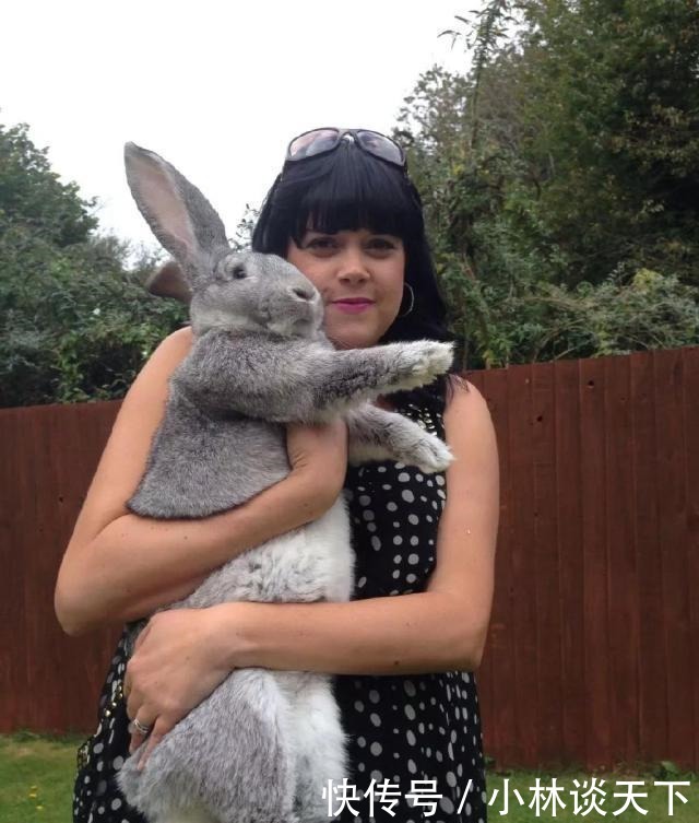世界上最大的兔子,几乎和狗一样大,狗这谁