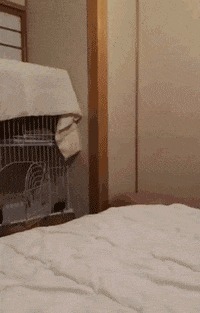 |搞笑GIF:这个伪装的太差了,我一看就知道是假的