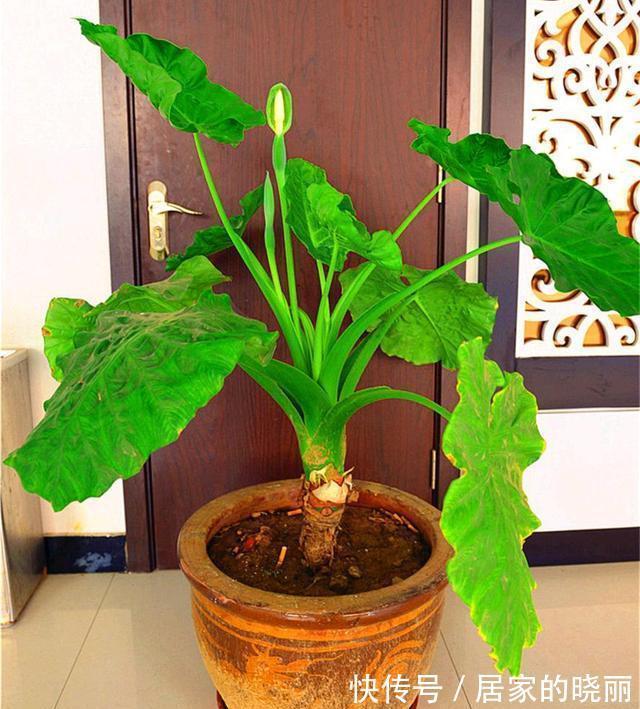 越漂亮的花越“有毒”！快来认识这12种大毒花，涨“知识”不吃亏