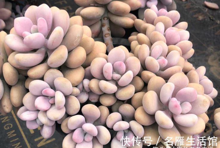 将徒长的多肉重新养好?不是不可能,只要如此操作且多点耐心就行