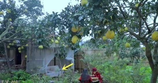  小房|走进李子柒的农家小房，卧室衣架都是树枝做的，生活也太原始了