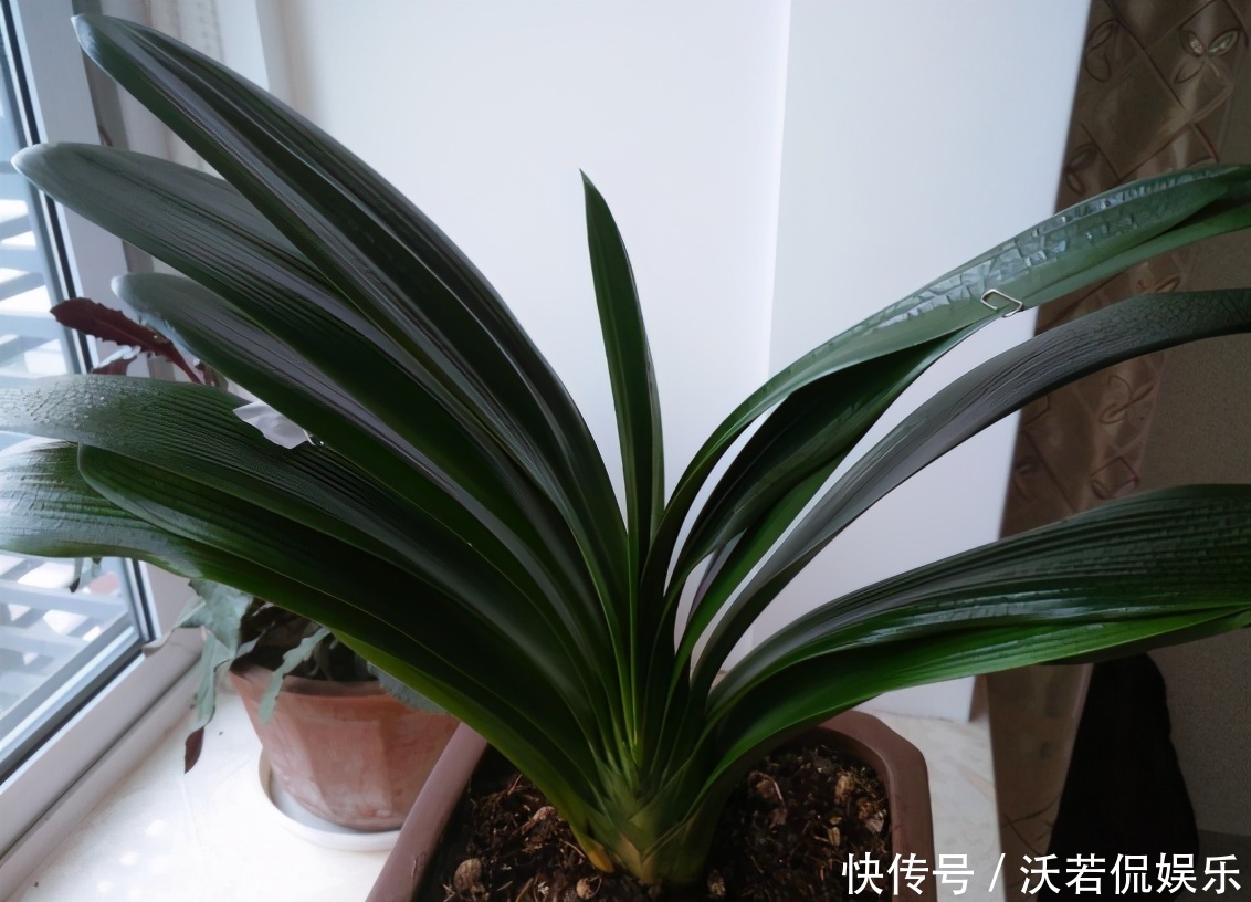 别郁闷,君子兰盆栽不开花了,满足4个条件,花开得停不下来