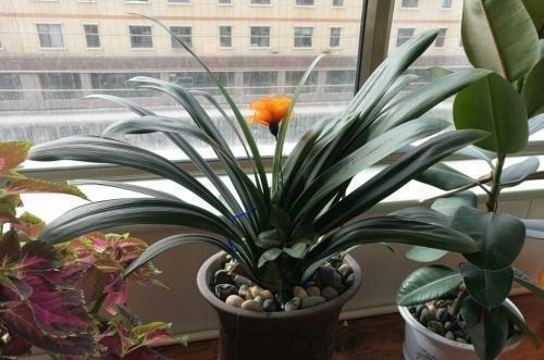 家养君子兰，这一种“好物”不要扔，埋在土壤里，花芽呼呼冒