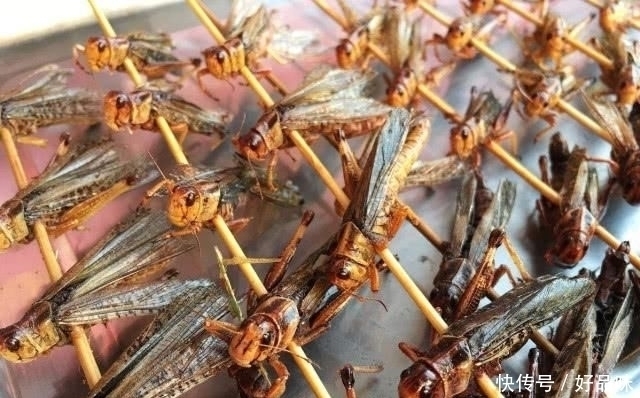 中国|曾经中国的“祸害”成为下酒菜,如今取代小龙虾成为“宵夜之王”