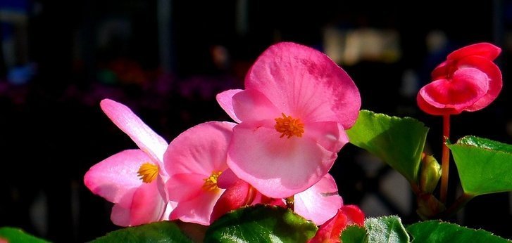 喜欢养花,就养这4种花,并且非常好养,一年四季都有花