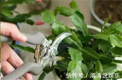 秋天|蟹爪兰度夏“破败不堪”，咔嚓剪一刀，九月满新叶，开花密