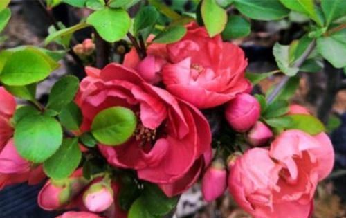 养花|养花就养4种花,漂亮好养,随便养1盆,比香水好闻,比牡丹更好看