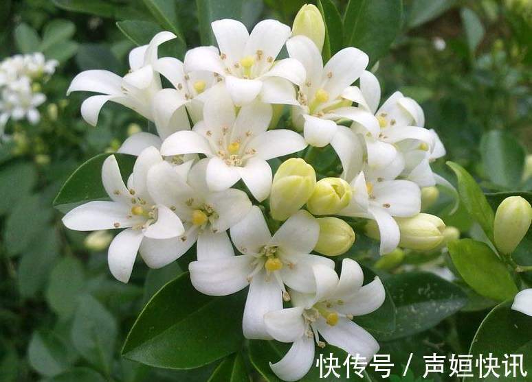 这四种花不能随意养!虽然外表好看,但实际上却是有毒的!