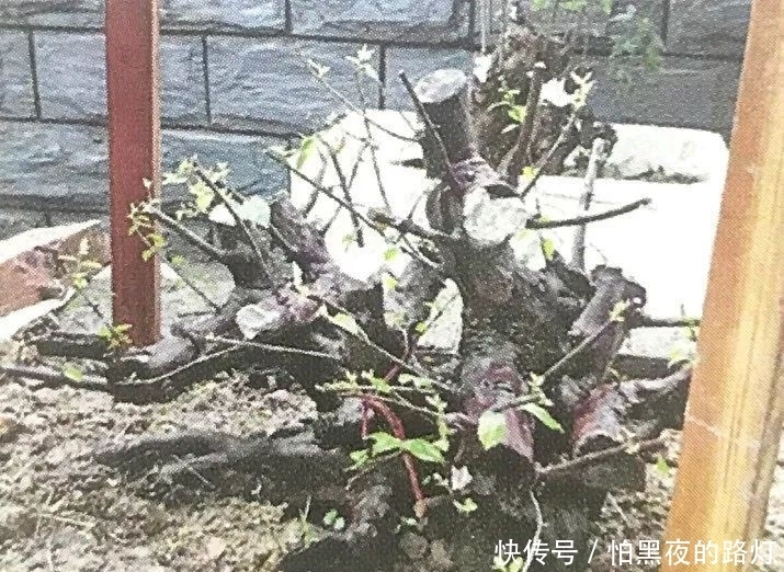 熟知雀梅习性后,临摹盆景设计案例,咱们的盆景作品指日可待!