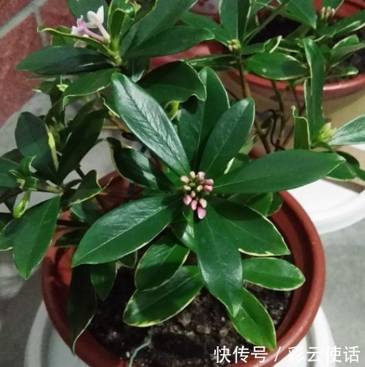 金边瑞香真好看,养起来却挺难,掌握3个要点,花朵美极了