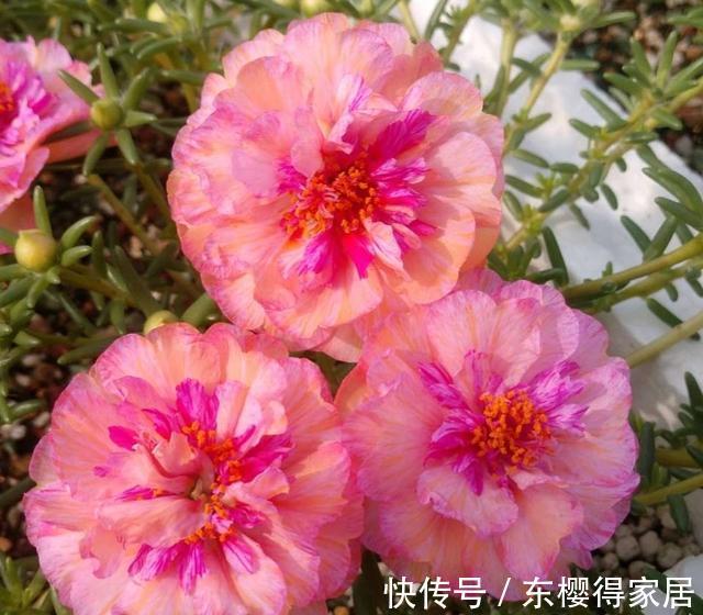 霜降|太阳花开花少，试试这个方法，花比叶多，开花到霜降