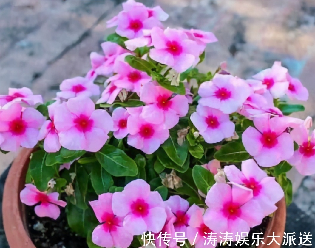 肥料|总结养花“十大问题”,只要学会,你就是养花大神