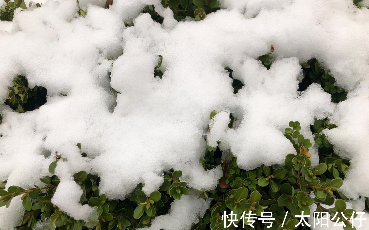 腊月#四九已过,何时下雪?老人说:“下不下,就看腊月二十一”,为啥