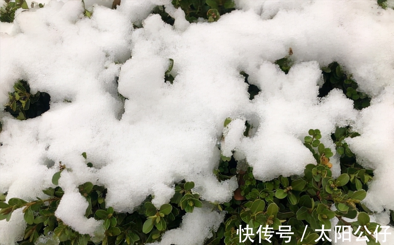 腊月#四九已过，何时下雪？老人说：“下不下，就看腊月二十一”，为啥