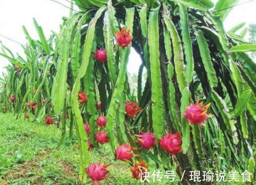 花盆|4种“果核”不要扔,埋土里,5天之后“惊喜”不断,观叶又收果!