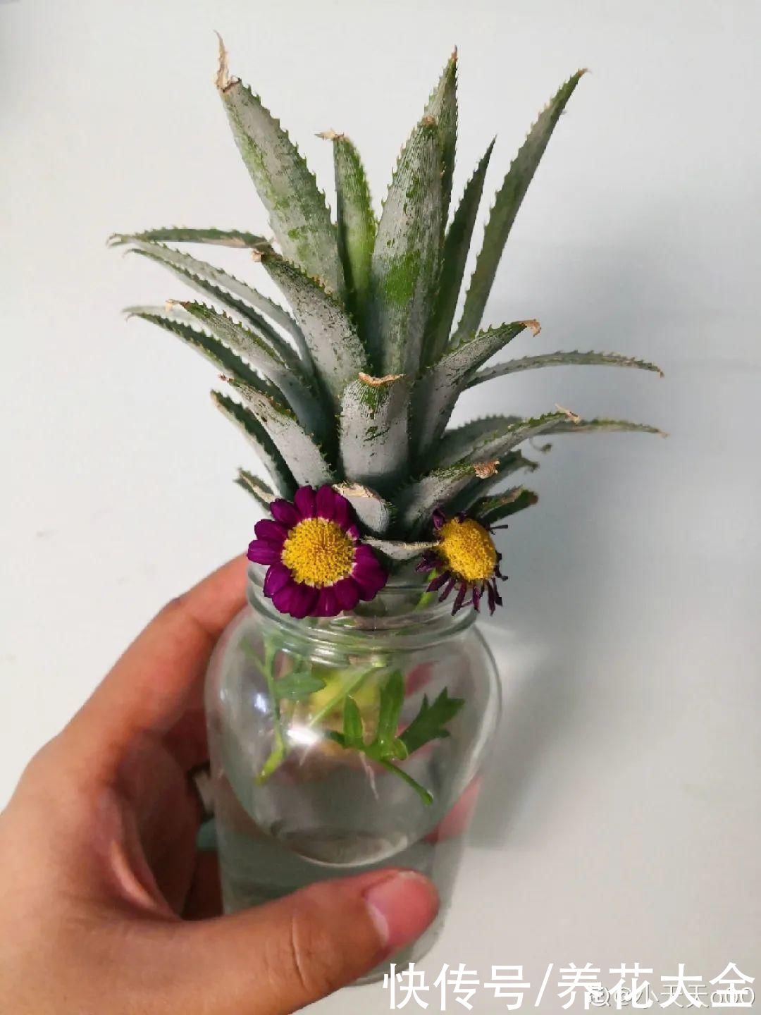 半死不活的花，扔水里，突然长疯了