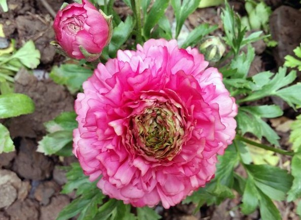 有“3种花朵”比月季还美，一旦绽放，能让人目不转睛，快养一盆